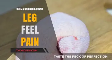 Do Chickens Feel Pain in Their Lower Legs? Exploring Poultry Sensations
