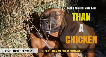 Pain Sensitivity: Dogs vs Chickens