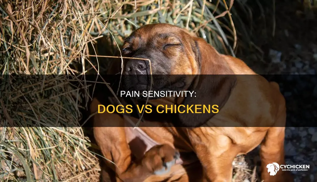does a dog feel more pain than a chicken