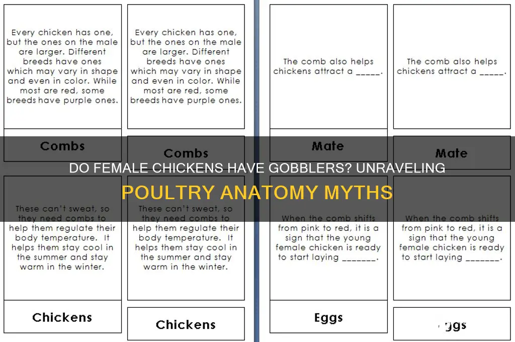 does a female chicken have a gobbler