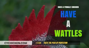 Do Female Chickens Have Wattles? Unraveling Poultry Anatomy Myths