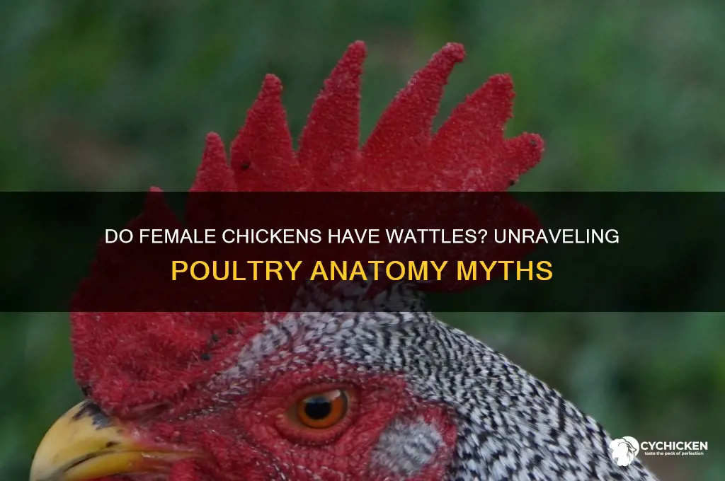 does a female chicken have a wattles