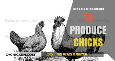 How Hens Hatch Chicks Without Roosters