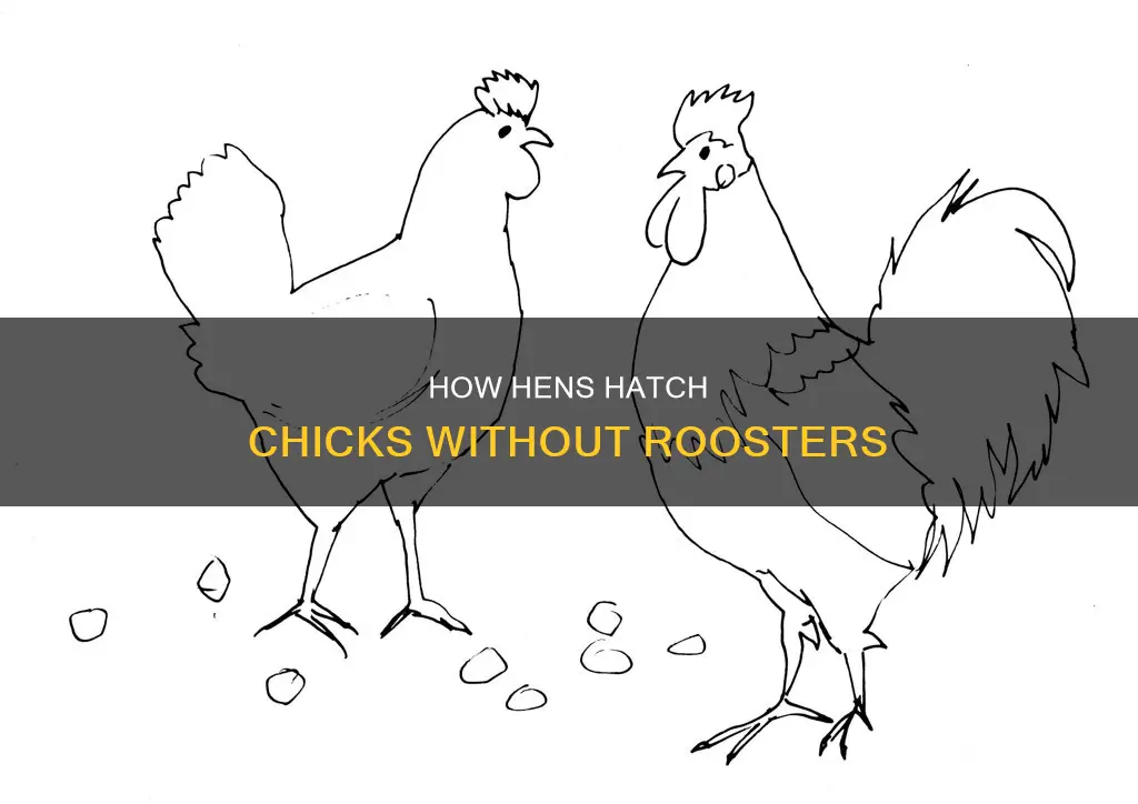 does a hen need a rooster to produce chicks