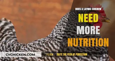Boosting Egg Production: Essential Nutrition for Laying Hens Explained