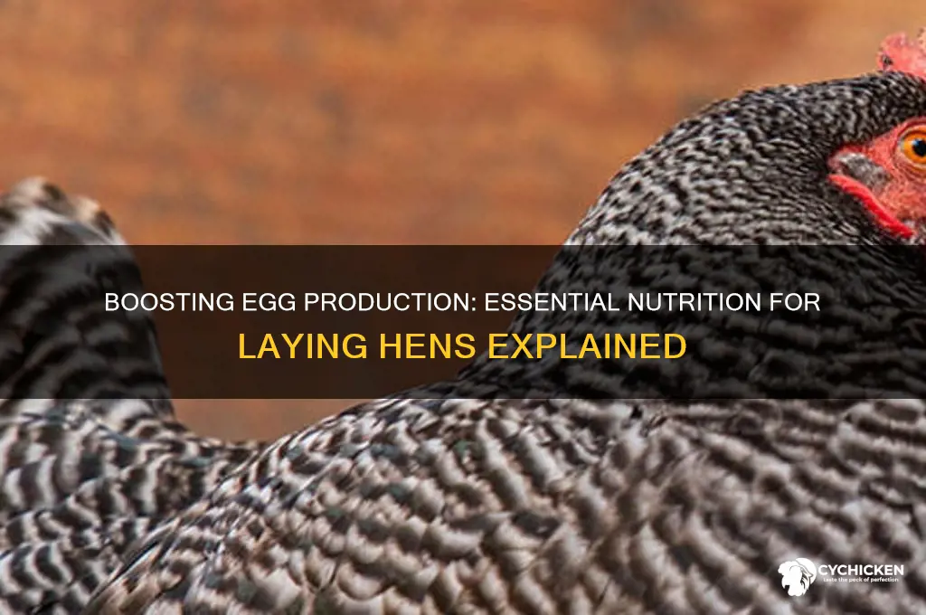 does a laying chicken need more nutrition