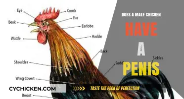 Do Male Chickens Have Penises? Unraveling the Truth About Roosters