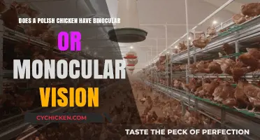 What Vision Do Polish Chickens Have?
