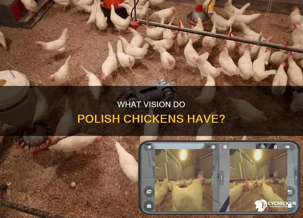 does a polish chicken have binocular or monocular vision