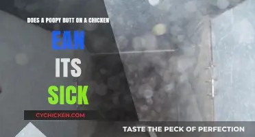 Chicken Poop: What Does It Mean for Their Health?