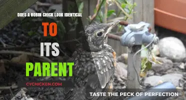 Robin Chick: Do They Look Like Their Parents?