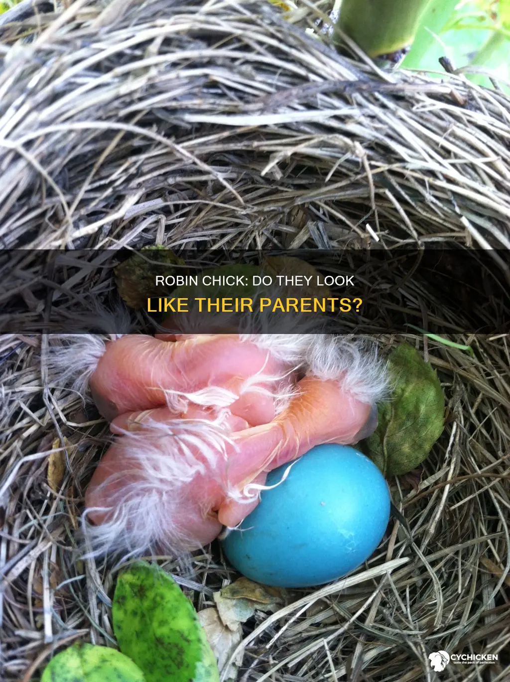 does a robin chick look identical to its parent