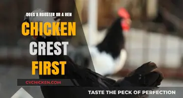 Who Rules the Roost: Rooster or Hen?