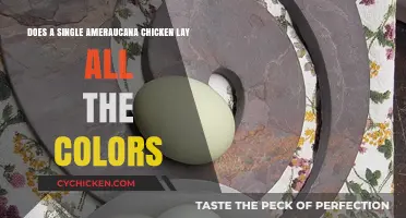 Ameraucana Chicken Eggs: A Rainbow of Colors from One Hen?