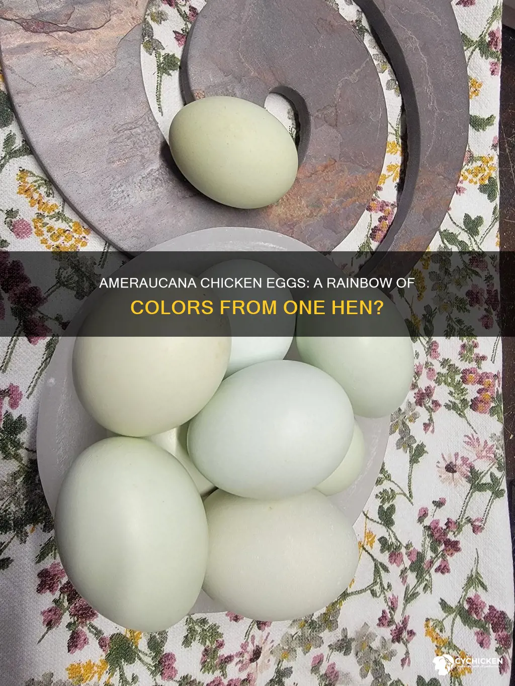 does a single ameraucana chicken lay all the colors
