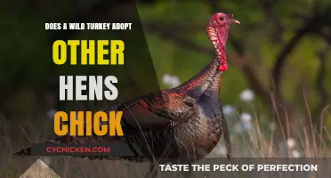 Wild Turkey Adoption: Do Hens Raise Chicks That Aren't Their Own?