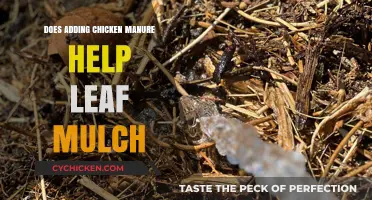 Boosting Leaf Mulch Benefits: The Role of Chicken Manure Explained
