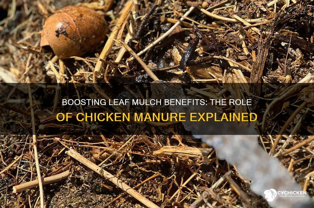 does adding chicken manure help leaf mulch