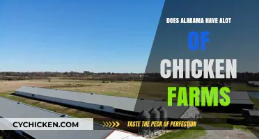 Exploring Alabama's Poultry Industry: Are Chicken Farms Abundant in the State?