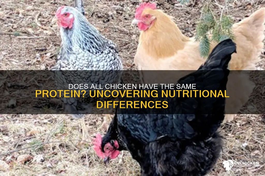 does all chicken have the same protein