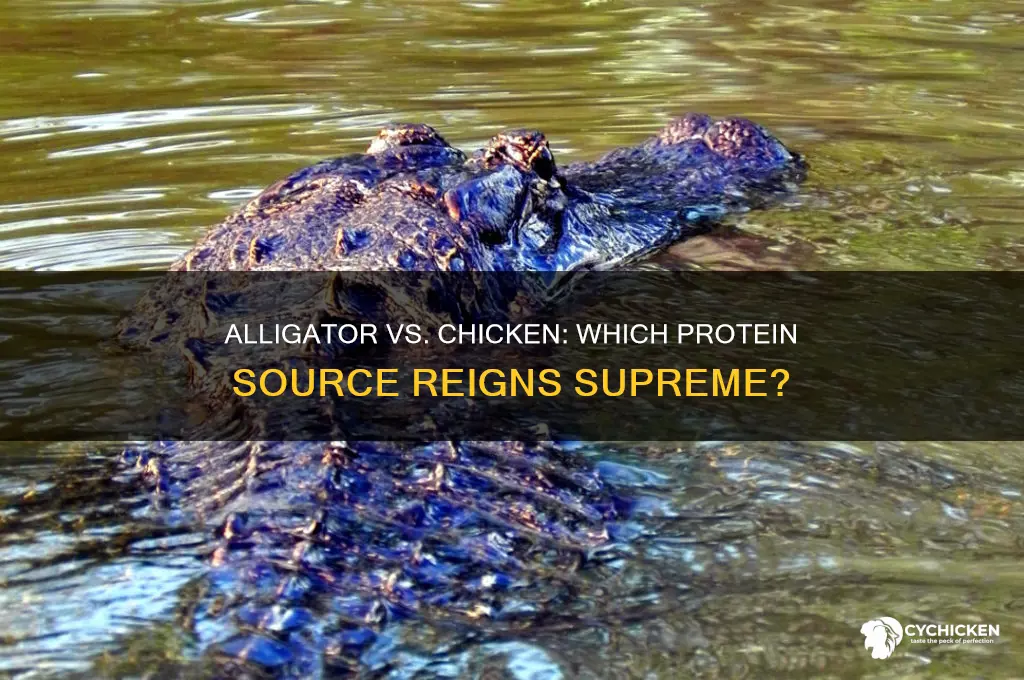 does alligator have more protein than chicken