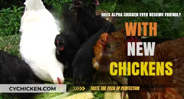 How to Introduce New Chickens to Your Alpha Rooster
