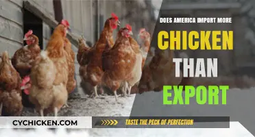 America's Chicken Trade: Importing More Than Exporting?