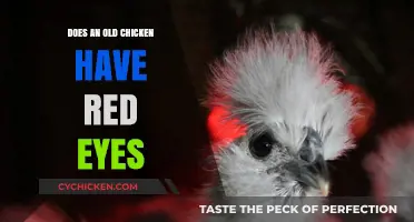 Do Older Chickens Develop Red Eyes? Uncovering the Truth