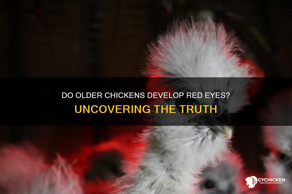 does an old chicken have red eyes