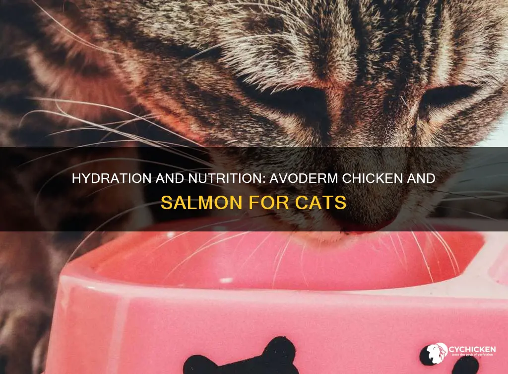 does avoderm chicken and salmon give cat enough water