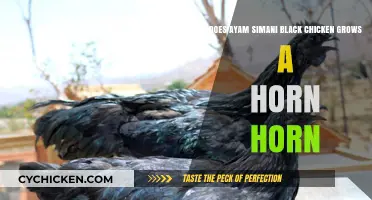 The Horned Ayam Cemani: Myth or Reality?