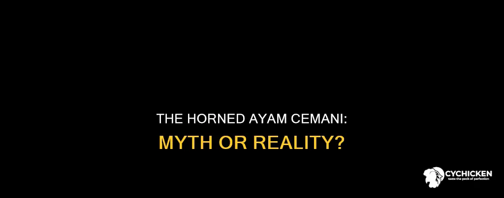 does ayam simani black chicken grows a horn horn
