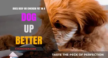 Meat Fats: Which is Better for Your Dog's Health?
