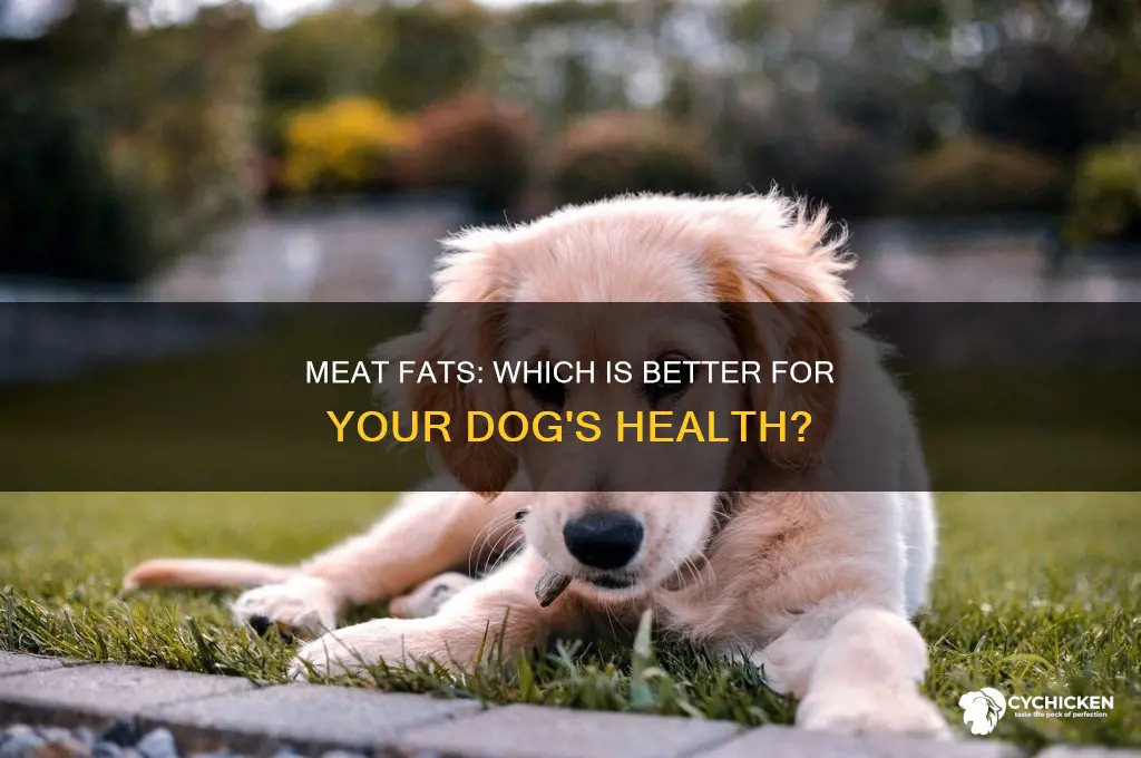 does beef or chicken fat in a dog up better