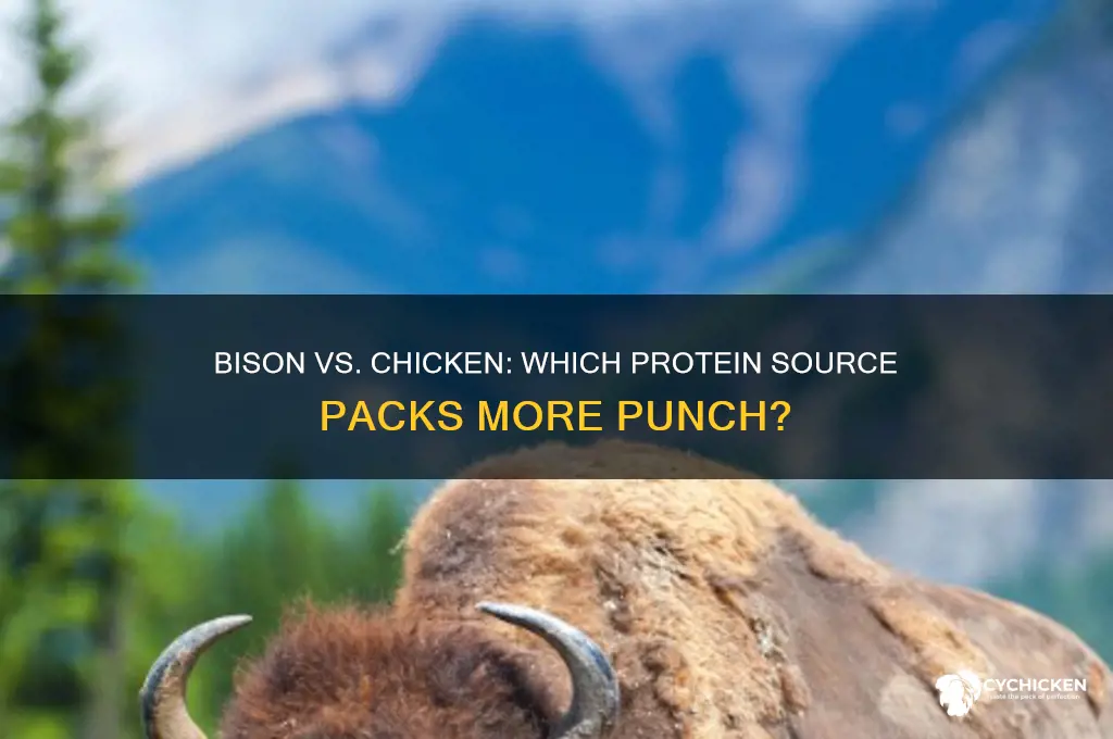 does bison have more protein than chicken