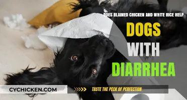 How Chicken and Rice Can Help Dogs with Diarrhea