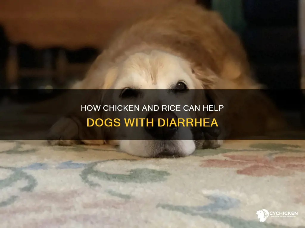 does blained chicken and white rice help dogs with diarrhea