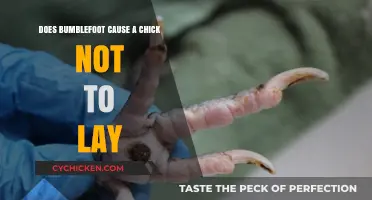 Bumblefoot's Impact: Does It Affect a Chicken's Egg-Laying Ability?