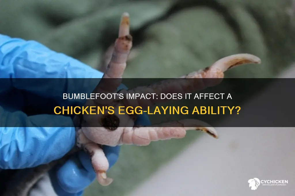 does bumblefoot cause a chick not to lay