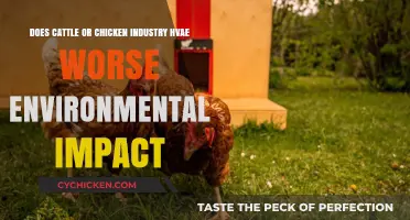 Meat's Environmental Impact: Chicken vs. Cattle