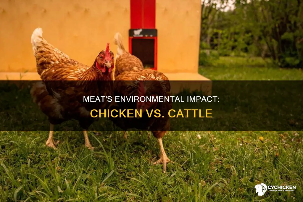 does cattle or chicken industry hvae worse environmental impact