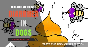 Can Chicken and Rice Trigger Diarrhea in Your Dog?