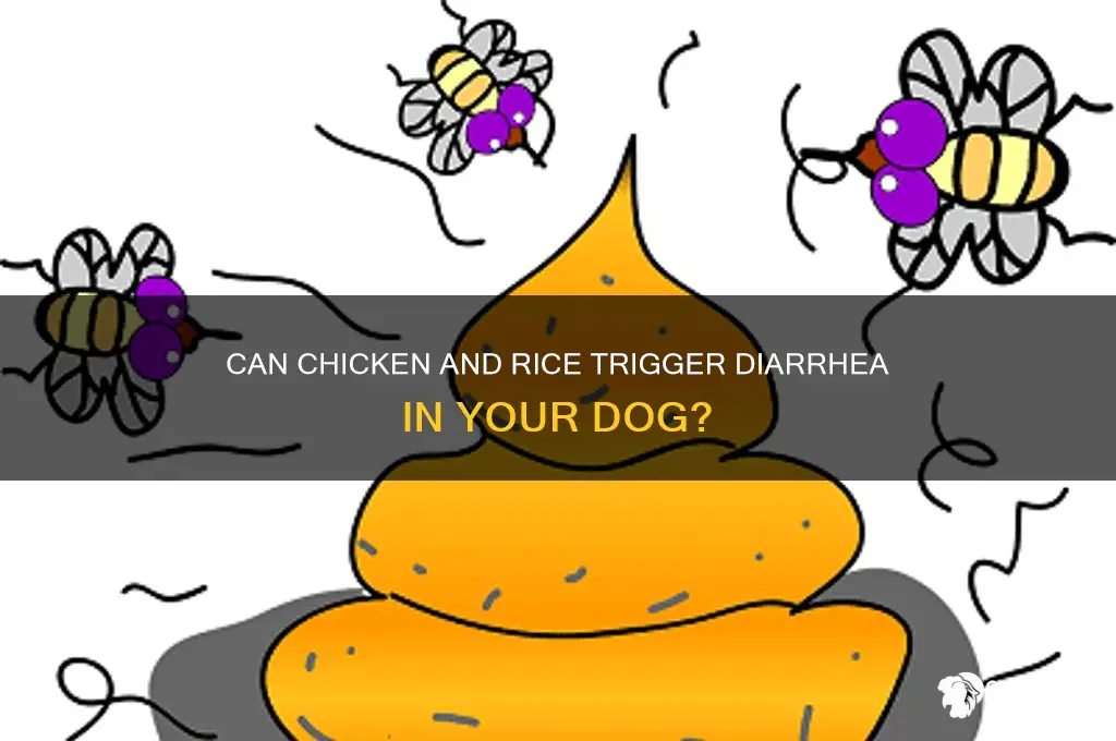 does chicken and rice cause diarrhea in dogs