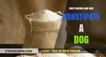Can Chicken and Rice Cause Constipation in Dogs? Find Out Here