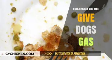 Can Chicken and Rice Cause Gas in Dogs? Here's What to Know