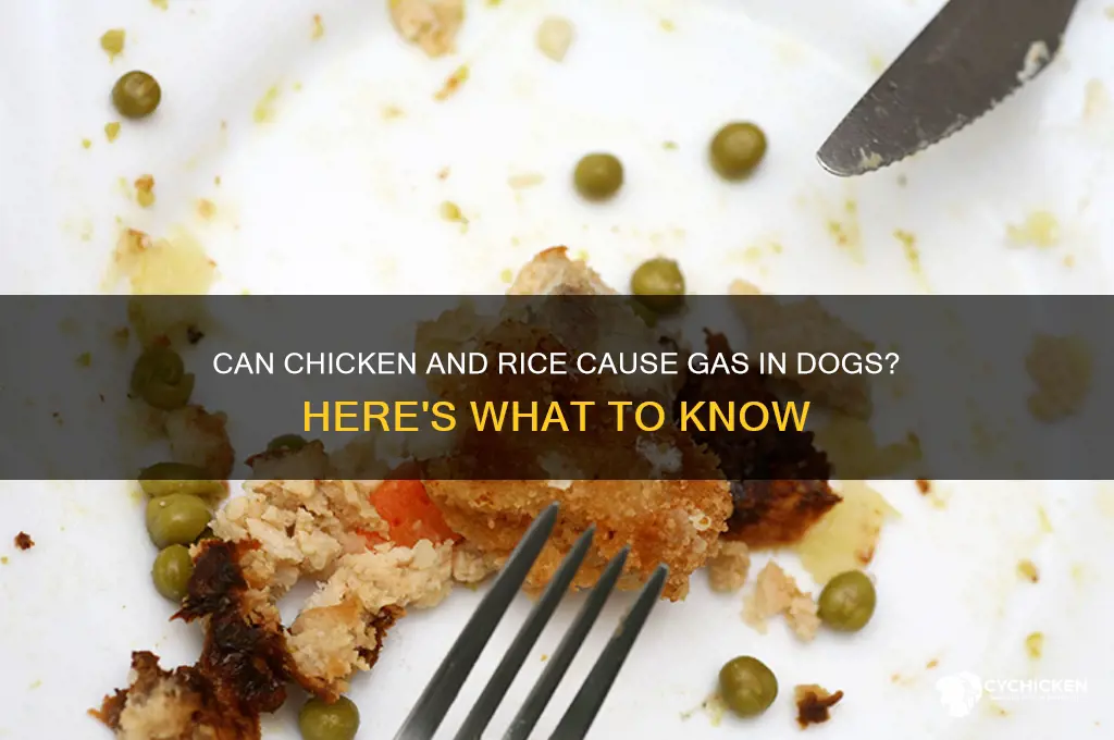 does chicken and rice give dogs gas
