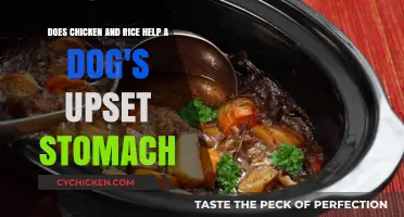 Chicken & Rice: A Dog's Upset Stomach Remedy?