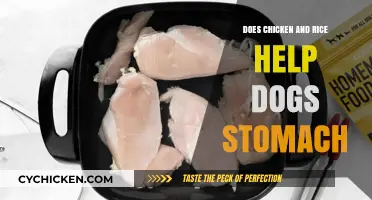 Chicken and Rice for Dogs: A Gentle Remedy for Upset Stomachs?