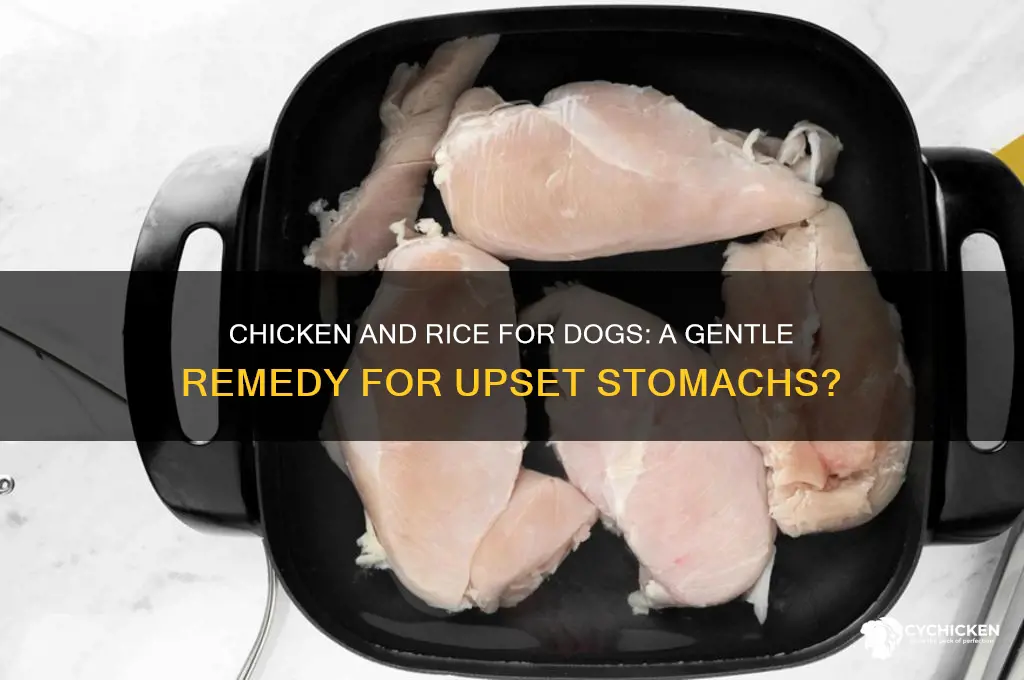 does chicken and rice help dogs stomach