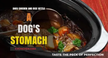 Chicken & Rice: A Dog's Upset Stomach Remedy?